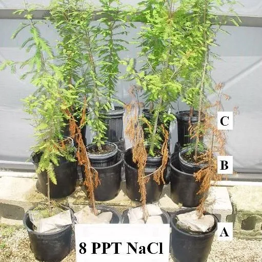 thumbnail for publication: How to Chemigate Salinity-Stressed Plants with Hydrogen Peroxide to Increase Survival and Growth Rates